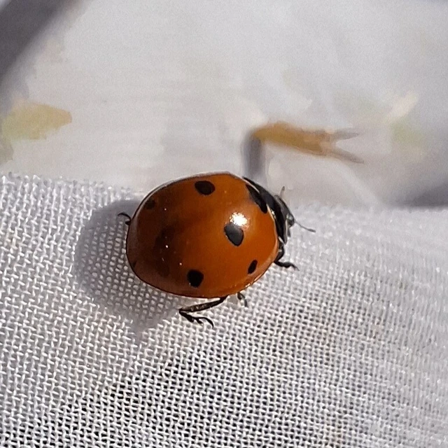 Coccinella septempunctata - hétpettyes katica