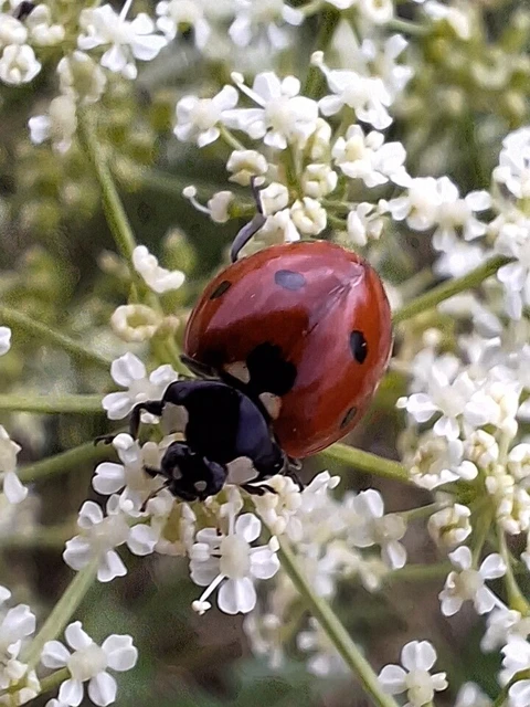 Coccinella septempunctata - hétpettyes katica
