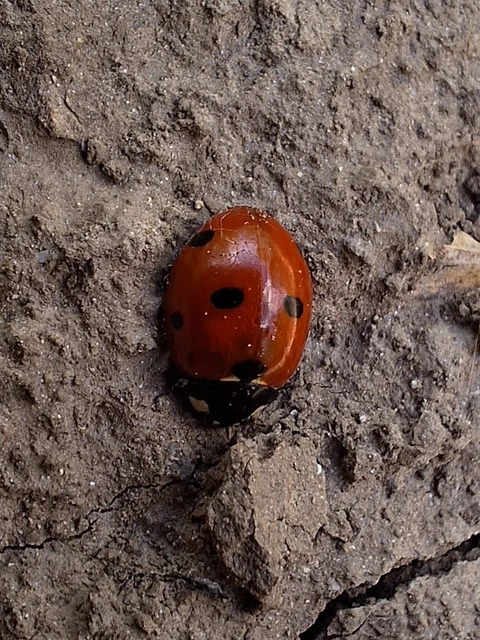 Coccinella septempunctata - hétpettyes katica