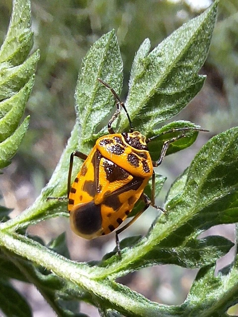 Eurydema ventralis - káposztapoloska Eurydema ventralis - káposztapoloska