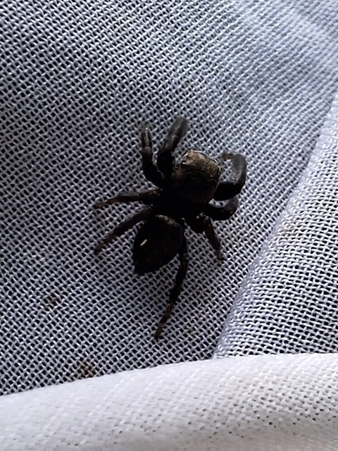Araneae - Pókok