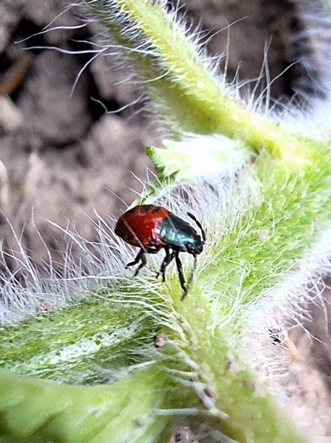 Pentatomidae - címerespoloskák Pentatomidae - címerespoloskák