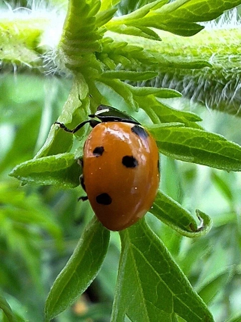 Coccinella septempunctata - hétpettyes katica