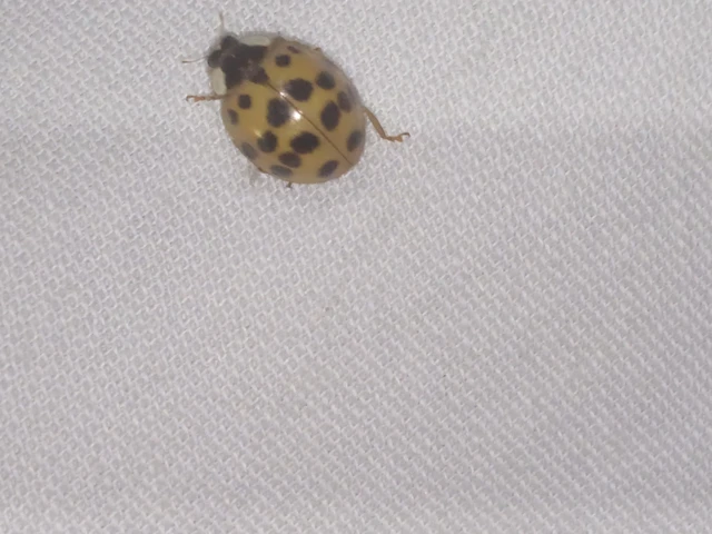 Harmonia axyridis - harlekinkatica