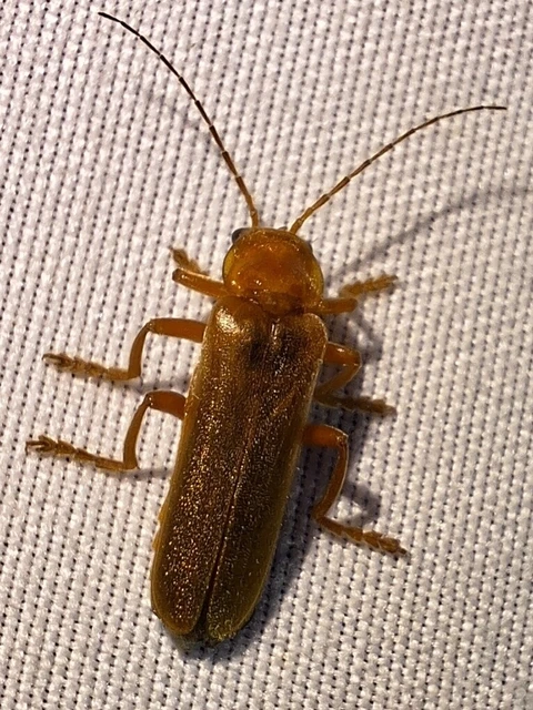 Cantharis rufa - rőt lágybogár Cantharis rufa - rőt lágybogár