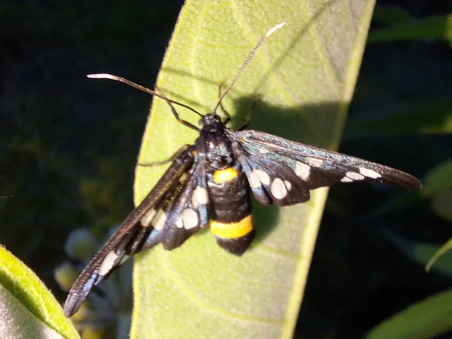 Amata phegea - fehérpettyes álcsüngőlepke