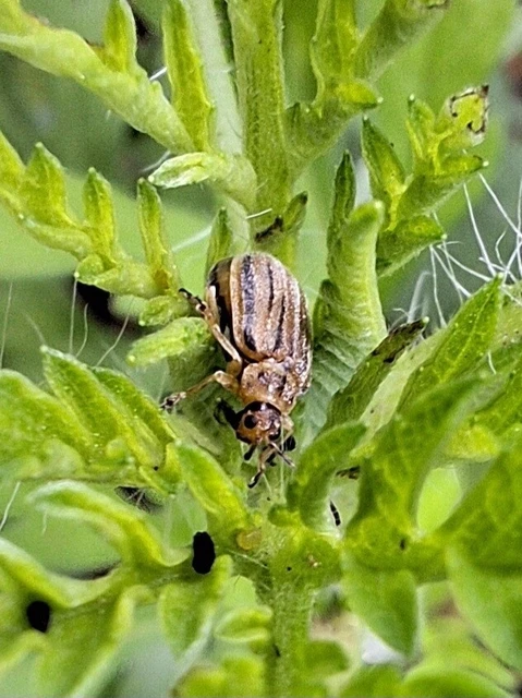 Ophraella communa - parlagfű-olajosbogár