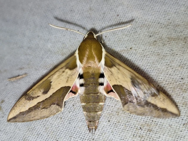 Hyles euphorbiae - kutyatejszender