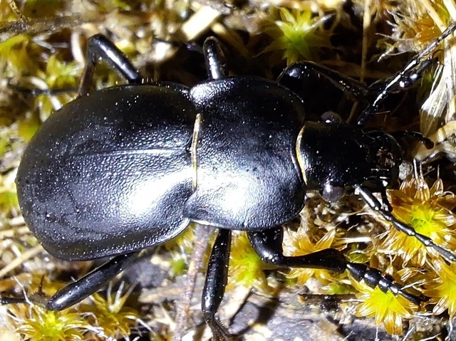 Carabus hungaricus - magyar futrinka Carabus hungaricus - magyar futrinka