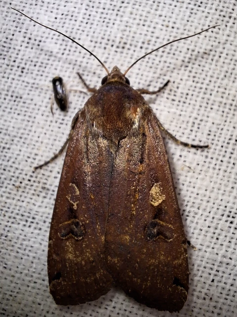 Noctua pronuba - nagy sárgafűbagoly