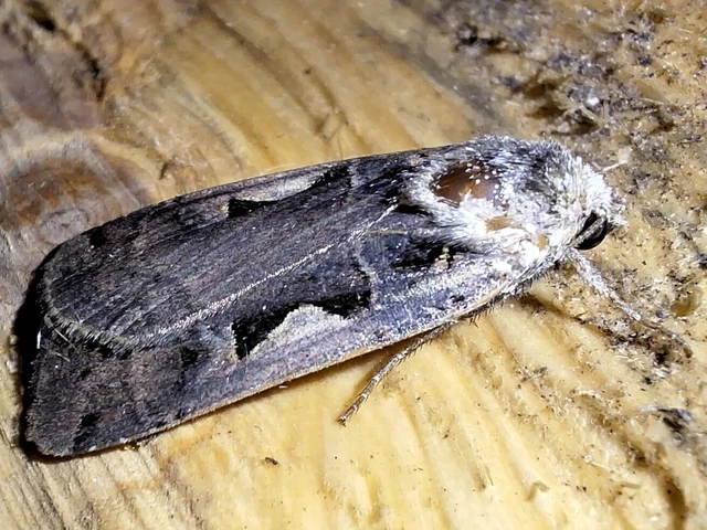 Xestia c-nigrum - c-betűs fűbagoly