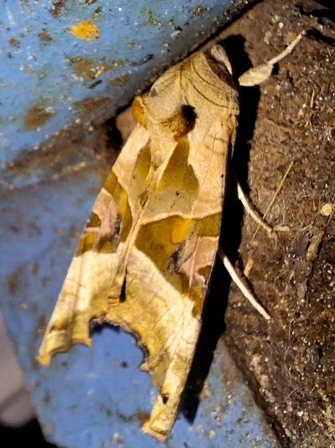 Phlogophora meticulosa - vándorló csipkésbagoly