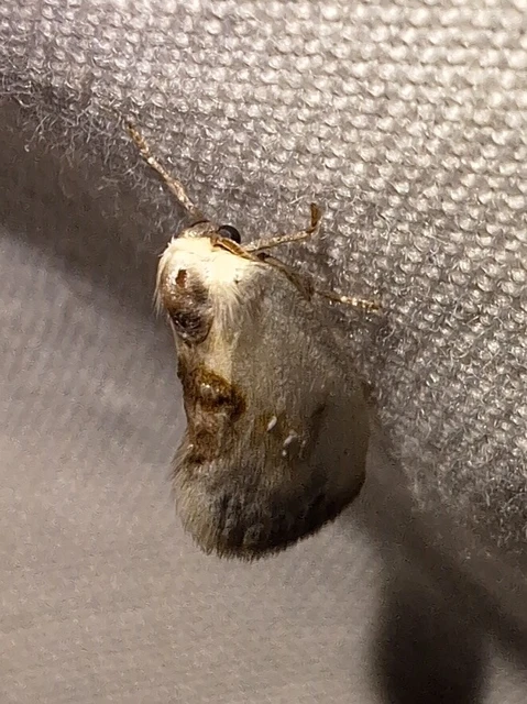 Cilix glaucata - törpe sarlósszövő
