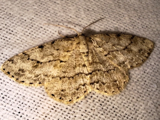 Ectropis crepuscularia - avararaszoló