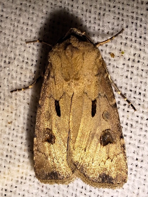 Agrotis exclamationis - felkiáltójeles földibagoly