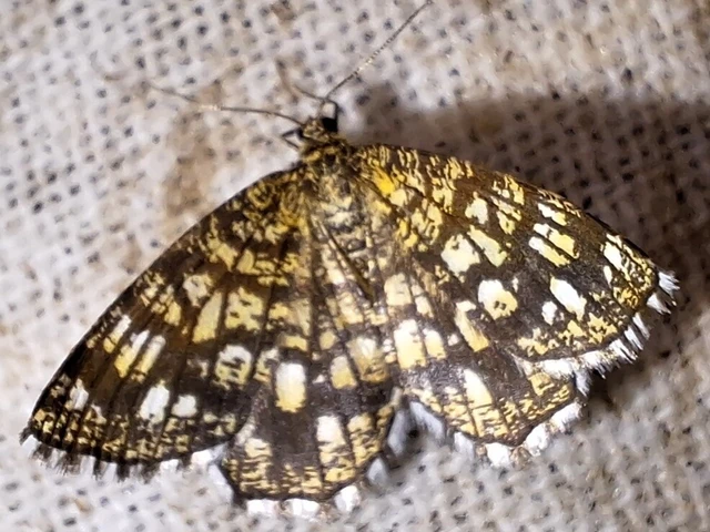Chiasmia clathrata - rácsos rétiaraszoló