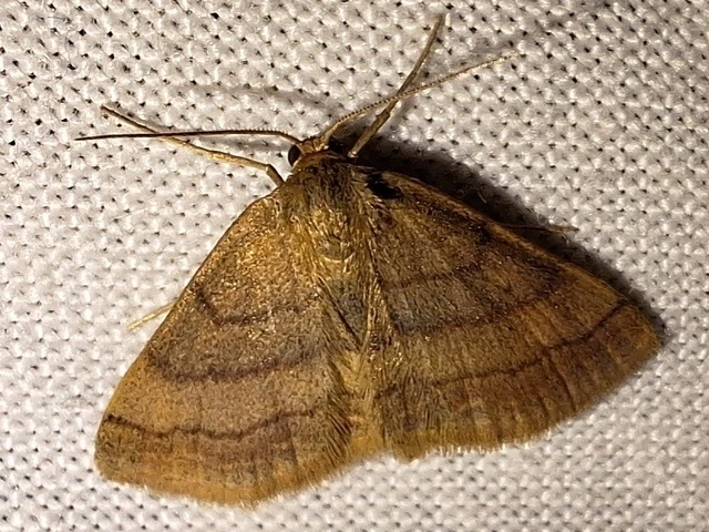 Scopula rubiginata - réti pirosaraszoló