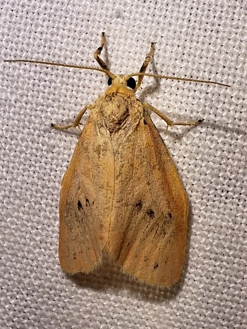 Miltochrista miniata - piros medvelepke