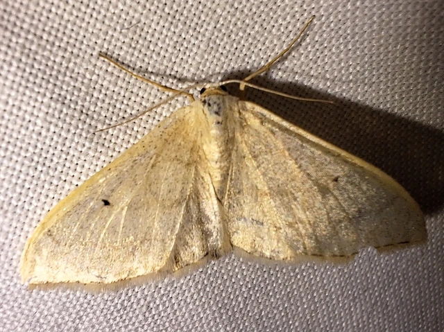 Idaea straminata - szalmasárga sávosaraszoló