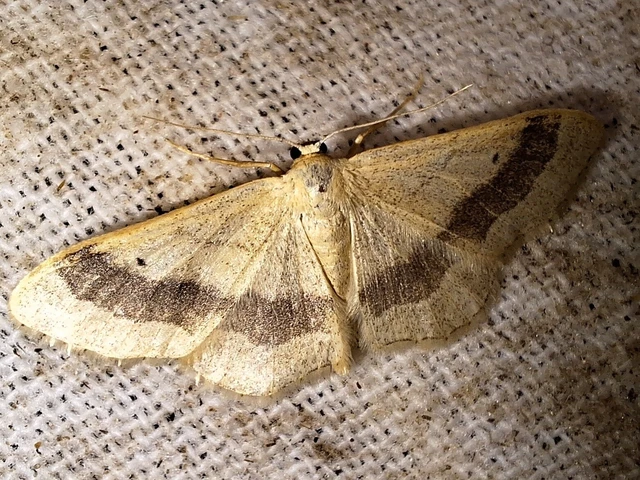 Idaea aversata - nagy sávosaraszoló