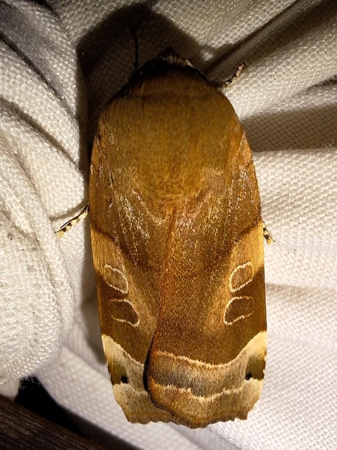 Noctua fimbriata - szélessávú sárgafűbagoly