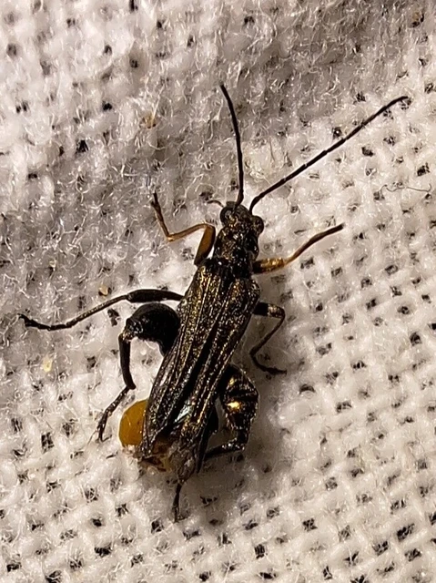 Oedemera flavipes - sárgalábú álcincér Oedemera flavipes - sárgalábú álcincér