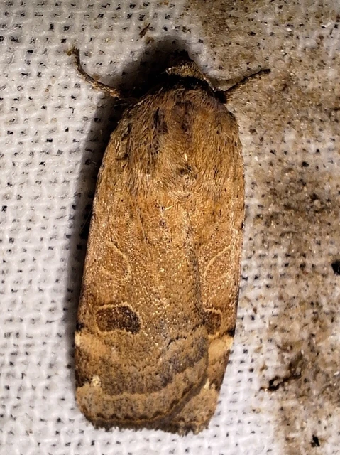 Noctua interposita - köztes sárgafűbagoly
