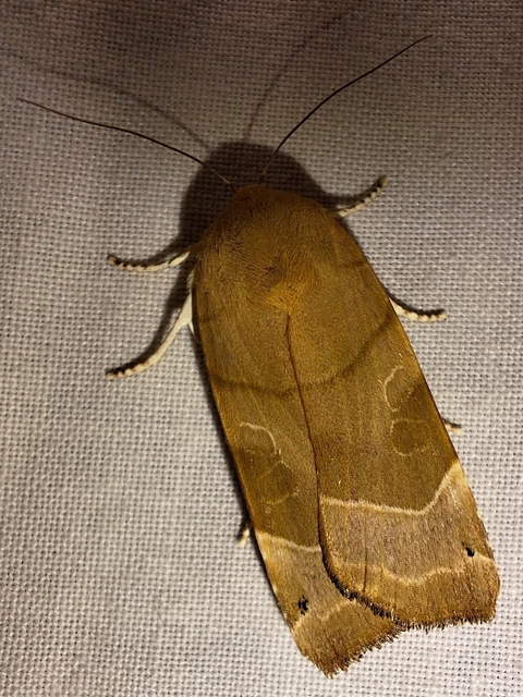 Noctua fimbriata - szélessávú sárgafűbagoly