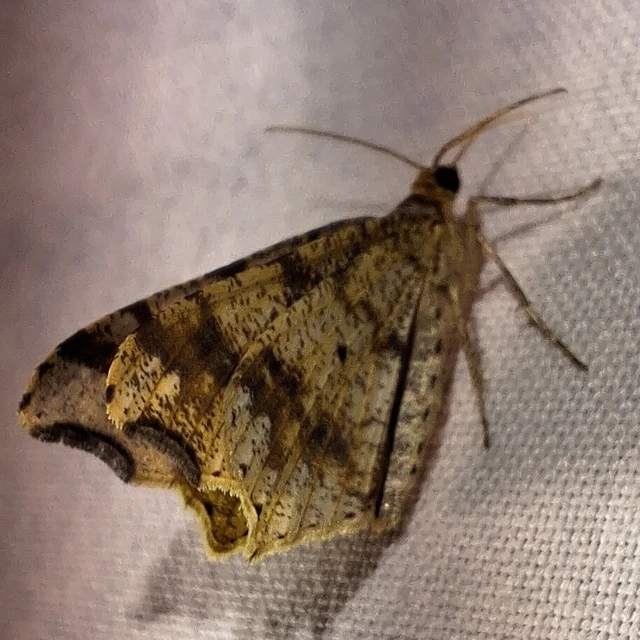 Macaria alternata - közönséges szürkearaszoló