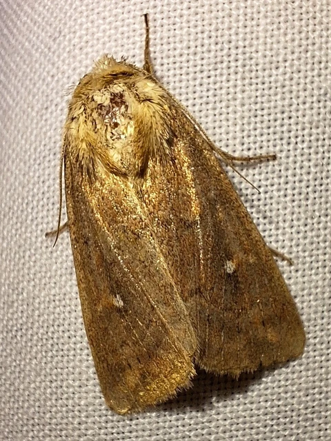 Mythimna albipuncta - fehérpettyes rétibagoly