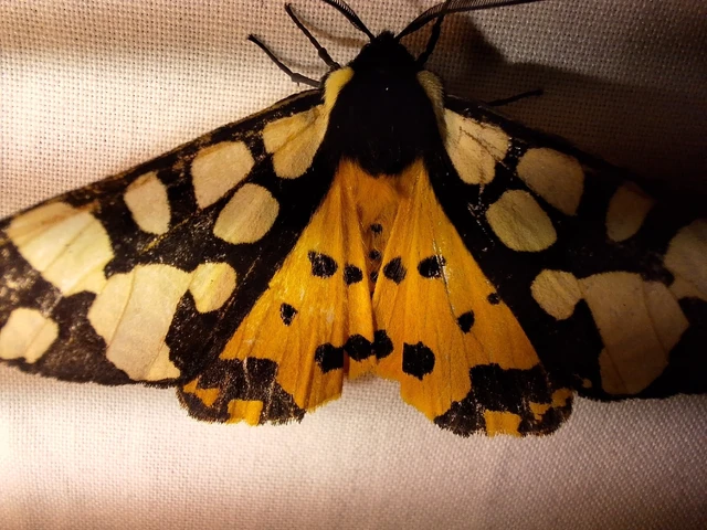 Arctia villica - fekete medvelepke