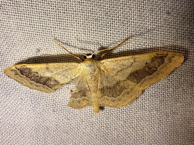 Idaea aversata - nagy sávosaraszoló