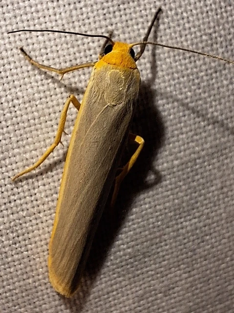 Eilema complana - közönséges zuzmószövő