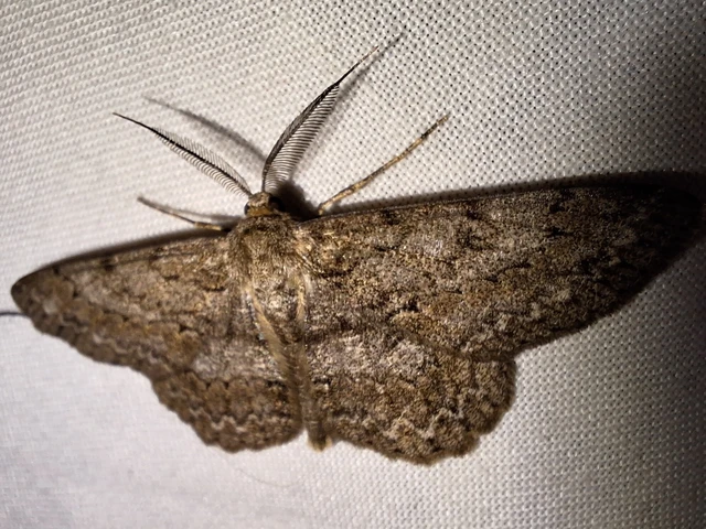 Hypomecis punctinalis - pettyes faaraszoló
