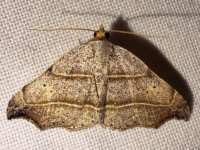 Laspeyria flexula - zuzmóbagoly