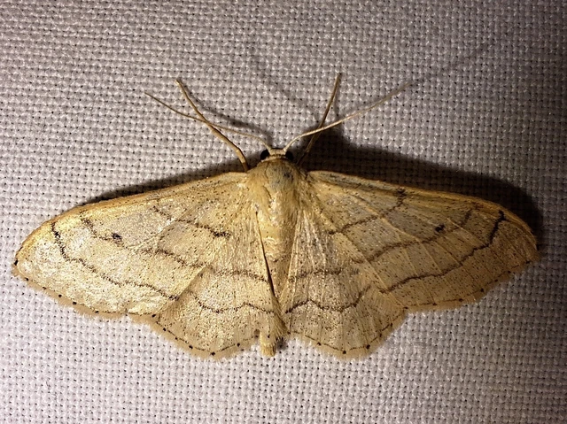 Idaea aversata - nagy sávosaraszoló