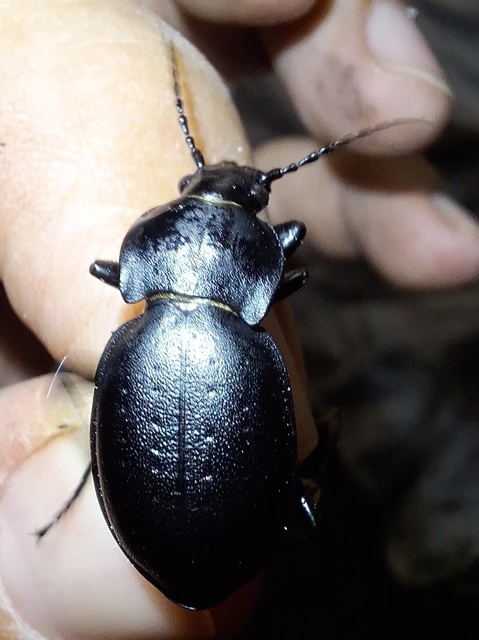 Carabus hungaricus - magyar futrinka Carabus hungaricus - magyar futrinka