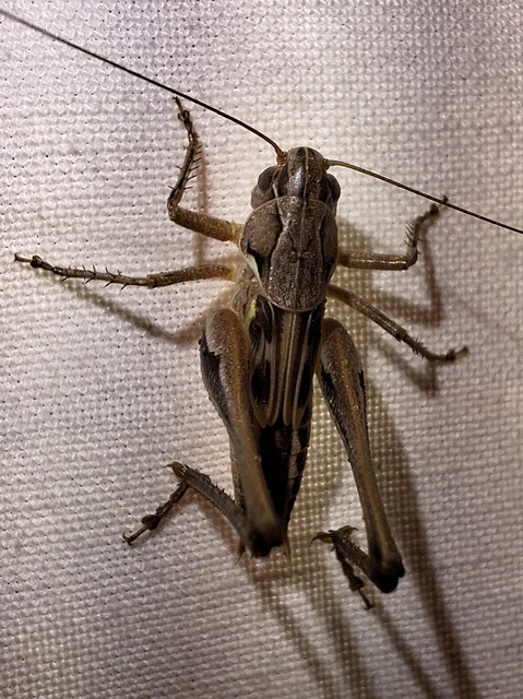 Orthoptera - Egyenesszárnyúak
