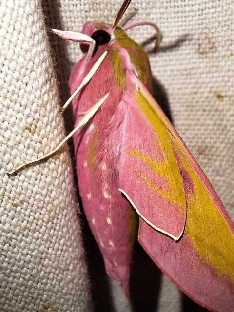 Deilephila elpenor - szőlőszender