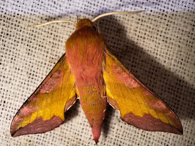Deilephila porcellus - piros szender