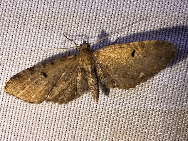 Eupithecia
