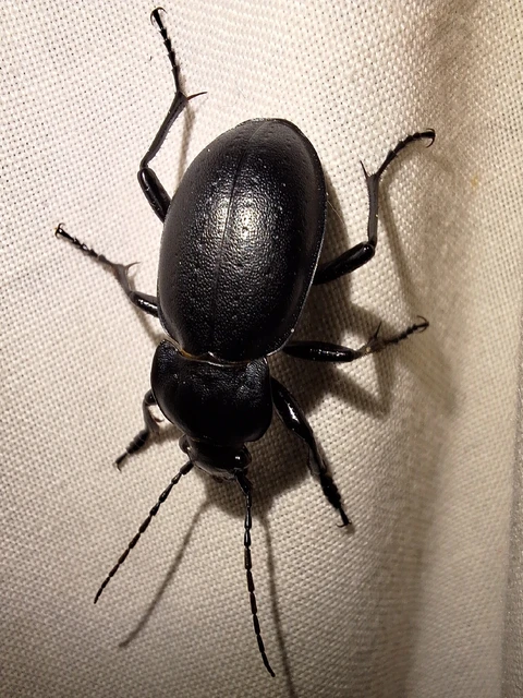 Carabus hungaricus - magyar futrinka Carabus hungaricus - magyar futrinka