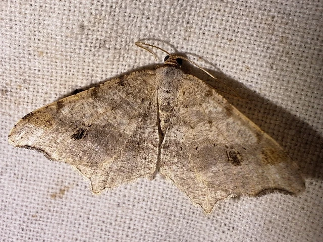 Macaria alternata - közönséges szürkearaszoló