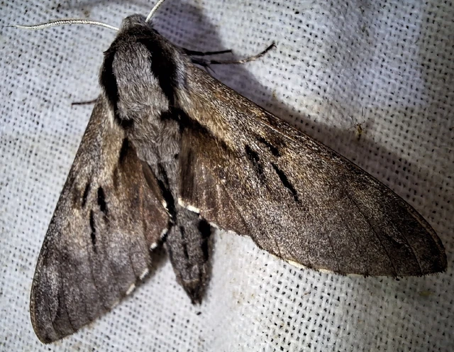 Hyloicus pinastri - fenyőszender