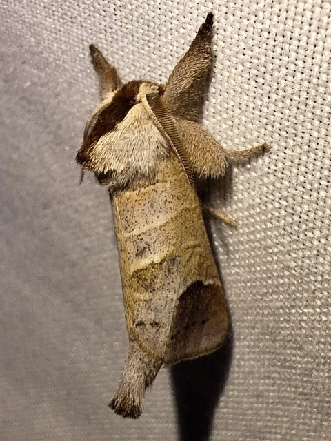 Clostera curtula - rövidszárnyú levélszövő