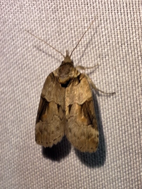 Nycteola siculana - fűz-trapézbagoly