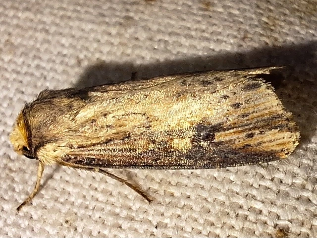 Axylia putris - vonalkás földibagoly