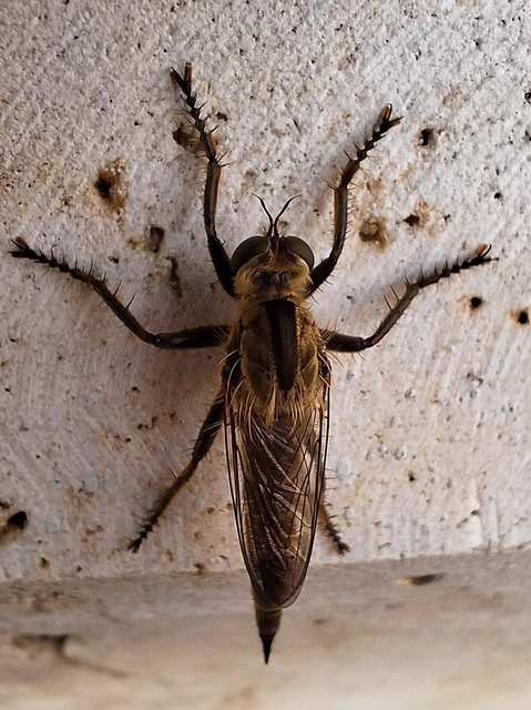 Diptera - Kétszárnyúak Diptera - Kétszárnyúak