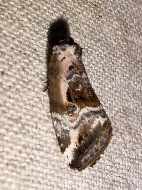 Hapalotis venustula - rózsaszínű mázasbagoly