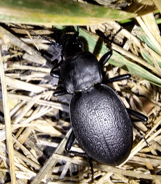 Carabus coriaceus - bőrfutrinka Carabus coriaceus - bőrfutrinka